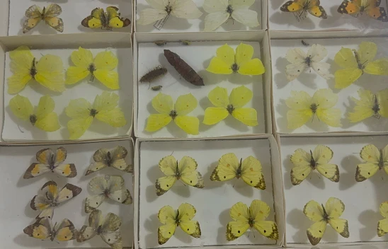 Böcek Müzesi bilime ve doğa farkındalığına katkı sunuyor