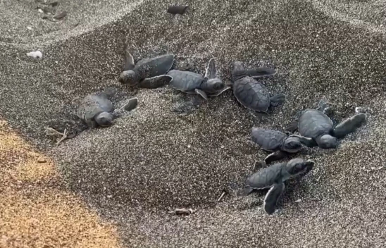 Bu sezon 210 bin kaplumbağa yavrusu denizle buluştu
