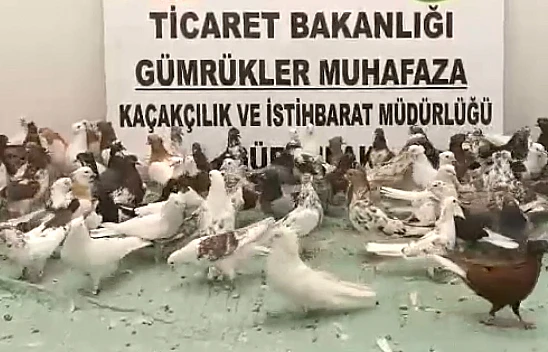 Cancan cinsi 85 güvercine el konuldu
