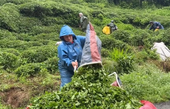 Çay bahçelerinde ilk sürgün hasadı