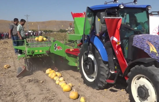 Çerezlik kabak çekirdeği hasadı başladı