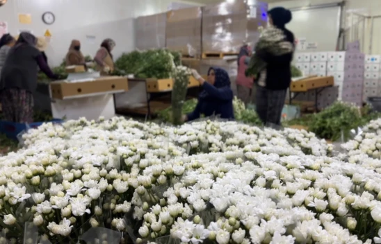 Çiçek ihracatında çeşitlilik arttı