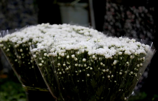 Çiçek mezatlarında Öğretmenler Günü yoğunluğu