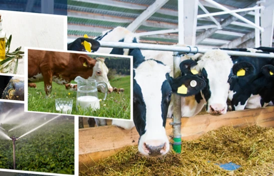 Çiftçilere 2 milyar 5 milyon liralık destekleme ödemesi yapılıyor