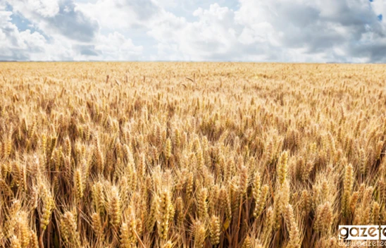 Çiftçilere müjde! Destekleme ödemeleri yarın hesaplara aktarılacak