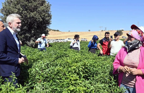 Coğrafi işaretli Maraş Biberi'nin hasadı yapıldı