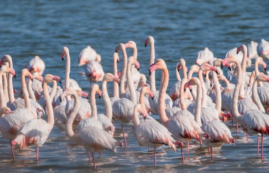 Çukurova Deltası kış aylarında da çok sayıda kuş türüne ev sahipliği yapıyor