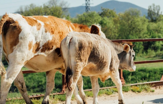 Damızlık amacıyla kullanılacak hayvanlara ilişkin yeni düzenleme