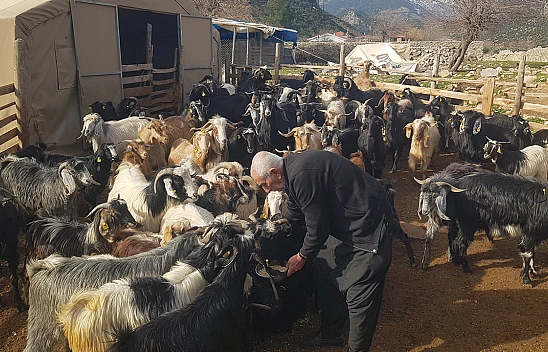Depremde hayvanlarını kaybeden üretici, devlet desteğiyle yeniden sürü sahibi oldu