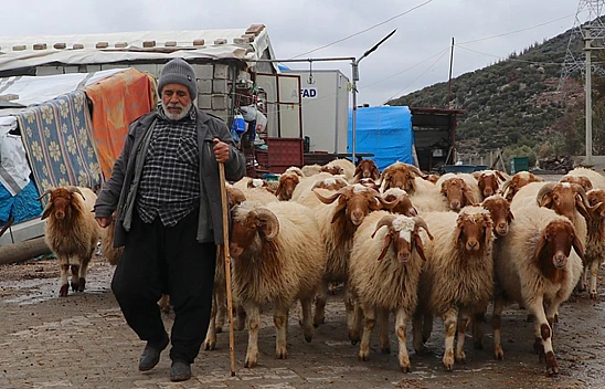 Depremlerde hayvanları telef olan yetiştirici yeniden üretime geçti