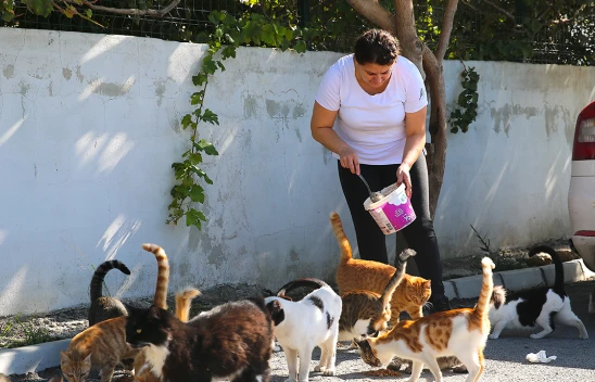 Depremzede kadın, sahipsiz kedilere kucak açtı