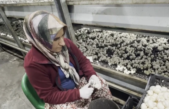 Devlet desteğiyle kurduğu tesiste hem elektrik hem de mantar üretiyor