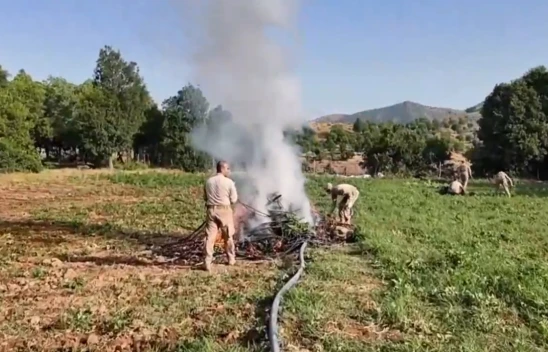 Diyarbakır'da 4 milyon 459 bin adet kök kenevir ele geçirildi