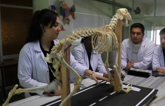 Hayvan kemiklerinin iskeletleri yapay zekayla dijitale aktarılıyor