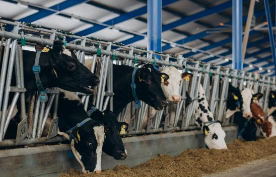 Hayvancılık Desteklemeleri Uygulama Tebliği değişti