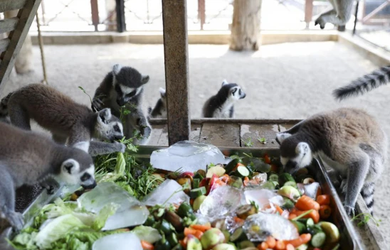 Hayvanlar, buzlu meyve kokteyli ve suyla serinliyor