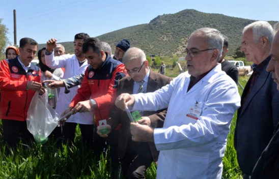 Hububatta kaliteyi korumak için Kahramanmaraş'ta biyolojik mücadele başladı
