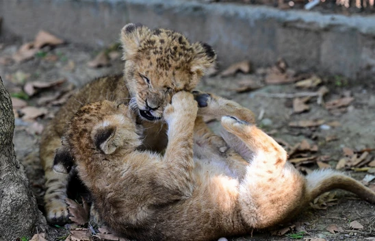 İkiz aslan yavruları Osimhen ve Ciro yaşam parkının maskotu oldu