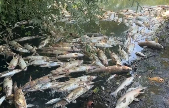 İklim değişikliği balık ölümlerini artıyor