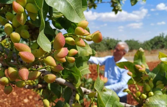 İklim şartları Antep fıstığını vurdu! Rekolte düşük bekleniyor