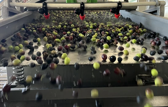 İlk hasat zeytinler, yağa dönüşmeye başladı