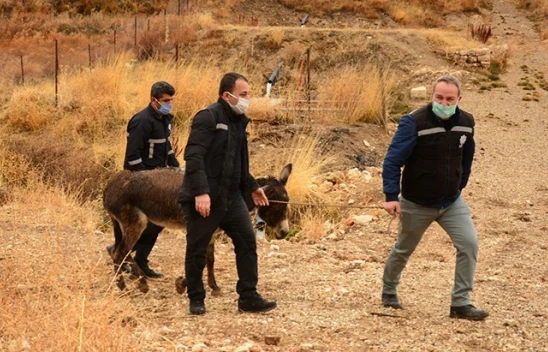 İşkence gören eşek İzmir'e gönderilecek