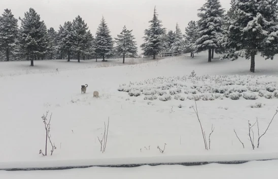 Kahramanmaraş beyaza büründü