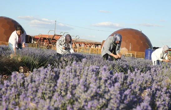 Kahramanmaraş'ın mor tarlası kadınlara emanet