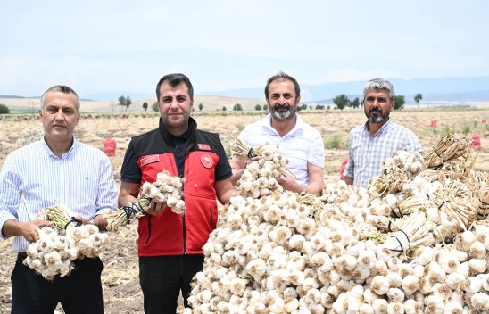 Kahramanmaraş'ın verimli topraklarında sarımsak hasadı başladı