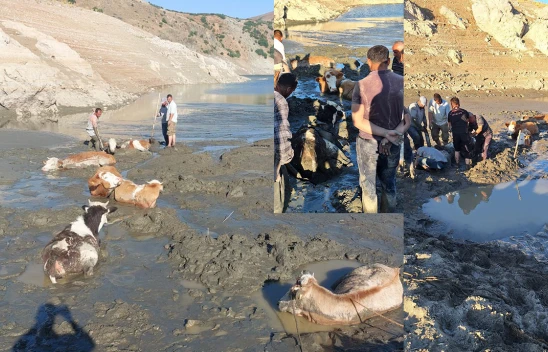 Kahramanmaraş'ta bataklığa saplanan 6 inek itfaiye ekiplerince kurtarıldı