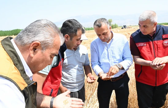 Kahramanmaraş'ta buğday hasadı başladı
