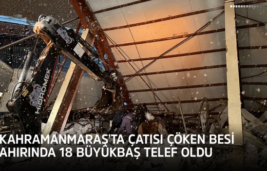 Kahramanmaraş'ta çatısı çöken besi ahırında 18 büyükbaş telef oldu