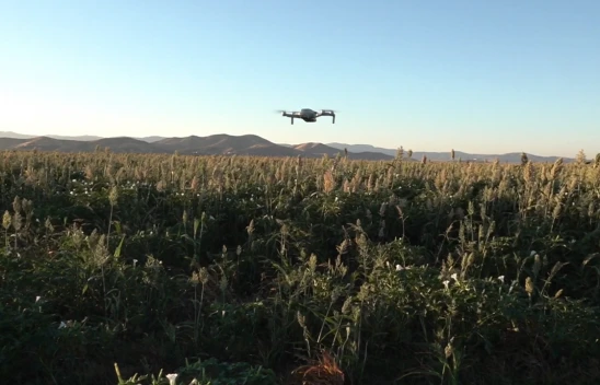 Kahramanmaraş'ta çiftçiler akdarıyı kuşlardan dronla koruyor