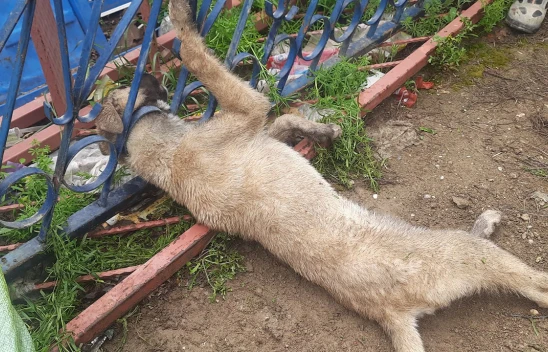 Kahramanmaraş'ta demir korkuluklara sıkışan köpeği itfaiye kurtardı