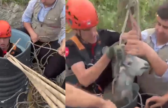 Kahramanmaraş'ta drenaj hattına düşen keçi itfaiye ekipleri tarafından kurtarıldı