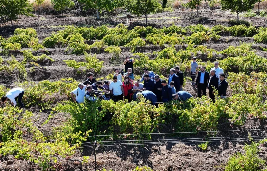 Kahramanmaraş'ta Geleneksel Bağbozumu Günleri etkinliği düzenlendi