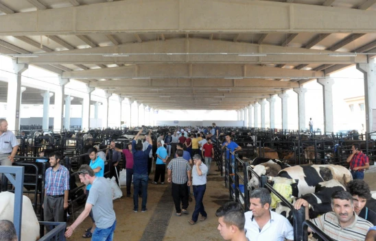 Kahramanmaraş'ta kurbanlık satış fiyatları belli oldu