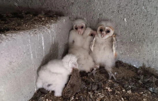 Kahramanmaraş'ta minaredeki yuvasından düşen baykuş yavrusu ekiplerce yuvasına konuldu