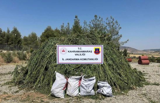 Kahramanmaraş'ta mısır tarlasında kenevir operasyonu! 4 tutuklama