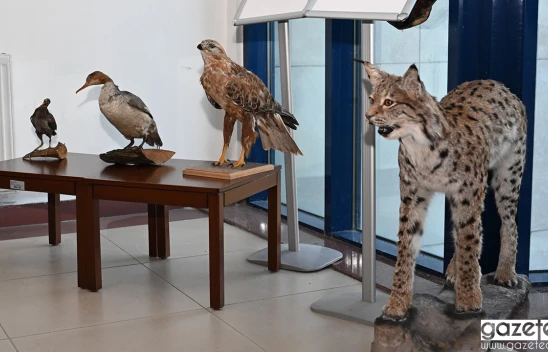 Kahramanmaraş'ta yaban hayvanları tahnit sergisi açıldı