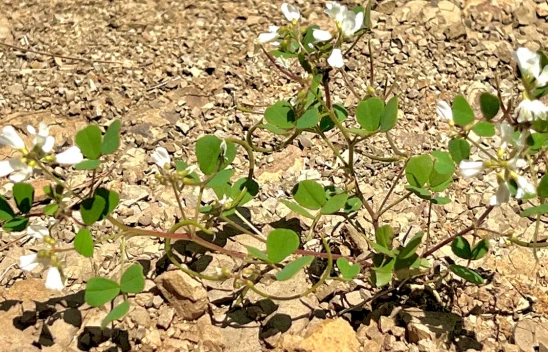 Kahramanmaraş'ta yeni bir bitki türü keşfedildi
