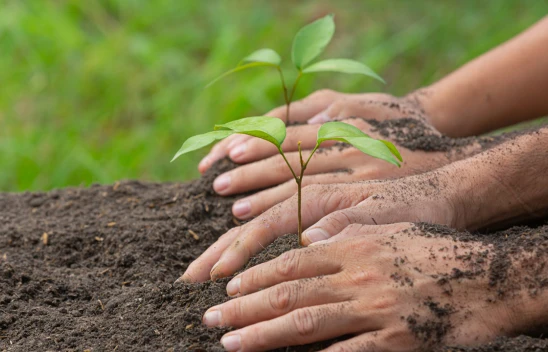 Kahramanmaraş'ta yüzde 50 hibeli fidan desteği ek başvurusu başladı