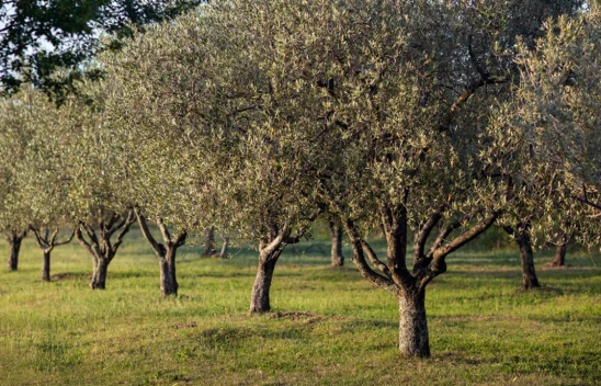 Kahramanmaraş'ta zeytin üretimine büyük destek