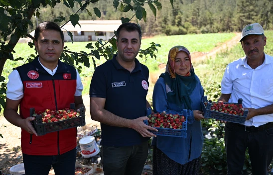 Kahramanmaraş'tan 50 ülkeye çilek ihracatı