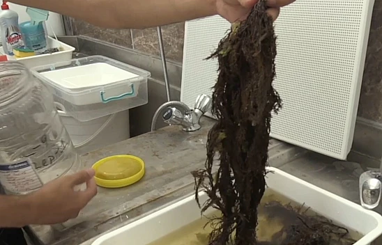 Karadeniz kıyılarında oluşan yosunlardan gübre üretildi