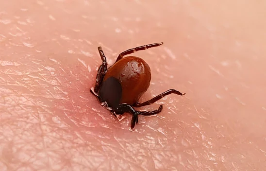 Kene ısırıklarına karşı dikkatli olun uyarısı