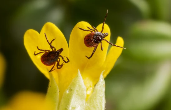 Kene kabusu geri döndü! 1 kişi hayatını kaybetti