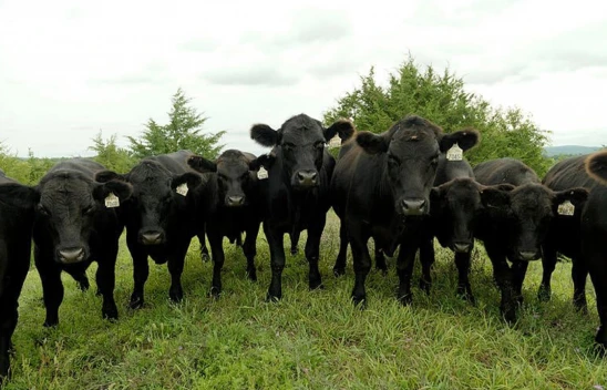 Kırsalda Bereket Projesi'nde ilk etap tamamlandı