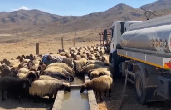 Köy yerinde susuz kalan koyunlara tankerle su taşındı
