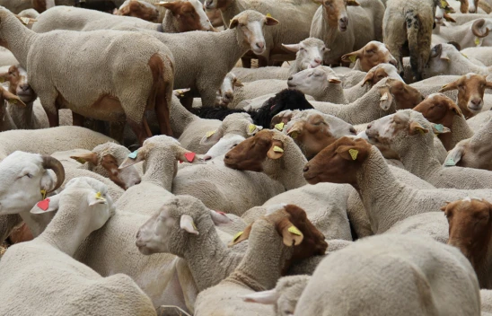 Kurban Bayramı öncesi önemli duyuru